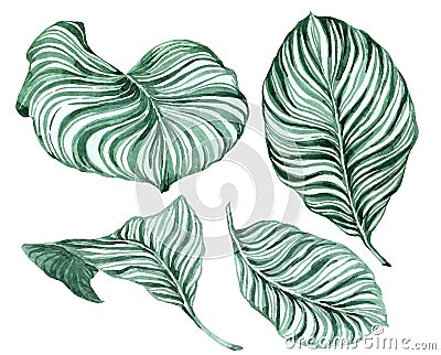 Set of tropical leaves. Hand drawn watercolor set of Anthurium green leaves and home plant, isolated Cartoon Illustration