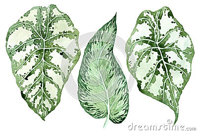 Set of tropical leaves. Jungle, botanical watercolor illustrations, floral elements, palm leaves, fern and others. Hand drawn Cartoon Illustration