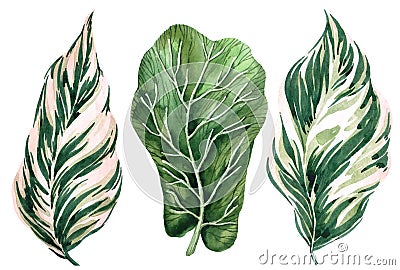 Set of tropical leaves. Jungle, botanical watercolor illustrations, floral elements, fern and others. Cartoon Illustration