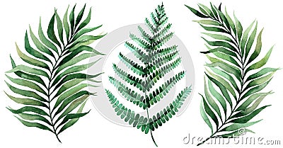 Set of tropical leaves. Jungle, botanical watercolor illustrations, floral elements, palm leaves, fern and others. Hand drawn Cartoon Illustration