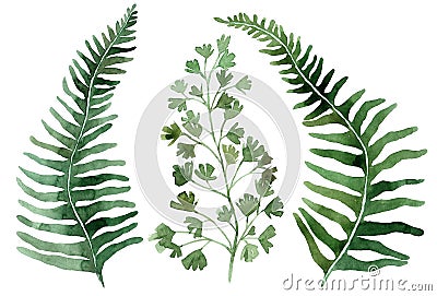 Set of tropical leaves. Jungle, botanical watercolor illustrations, floral elements, palm leaves, fern and others. Hand drawn Cartoon Illustration