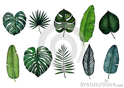 Set of tropical leaves; monstera, palm, banana, saw palmetto, calathea. Watercolor illustration isolated Cartoon Illustration