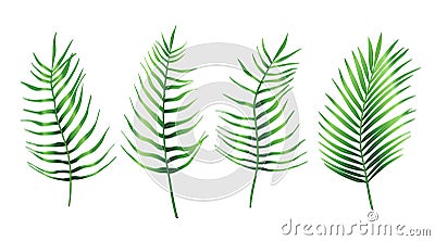 Set of tropical leaves of palm tree. Exotic collection of green gradient plant. Hand drawn botanical vector illustration elements Vector Illustration