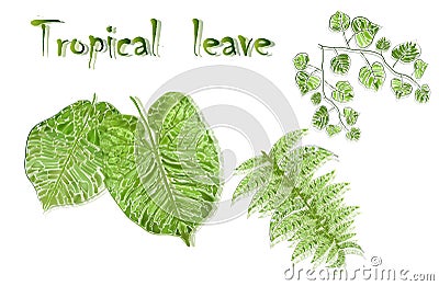 Set of tropical leaves in realism style, isolated on white background. vector green leaves-design elements Vector Illustration