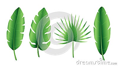 Set of tropical palm leaves, banana leaf, palmate leaves. Exotic collection of green gradient plant. Hand drawn botanical vector Vector Illustration