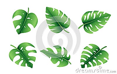 Set of tropical palm leaves, jungle Monstera leaves. Exotic collection of green gradient plant. Hand drawn botanical vector Vector Illustration