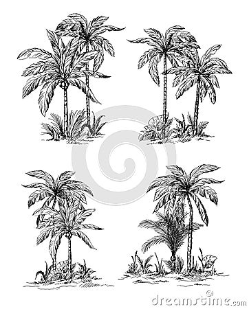 Set tropical palm trees with leaves Vector Illustration