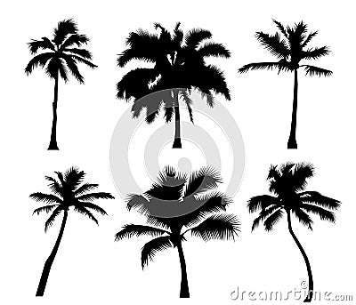 Set tropical palm trees with leaves, mature and young plants, black silhouettes isolated on white background. Vector Vector Illustration