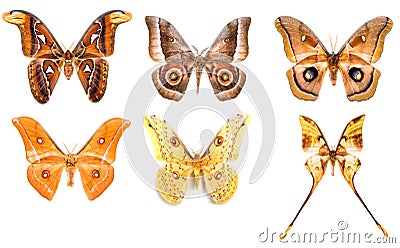 Set of tropical saturniidae night moths Stock Photo