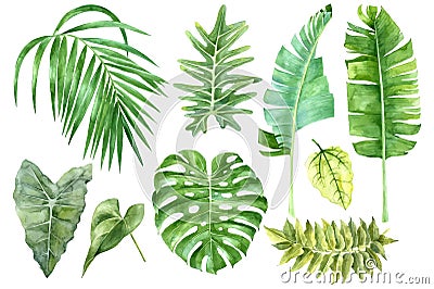 Set of tropical watercolor leaves Vector Illustration