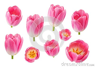 Set of tulip buds in different camera angles isolated on white b Stock Photo