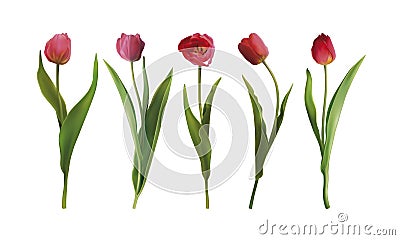 Set tulip flowers Vector Illustration