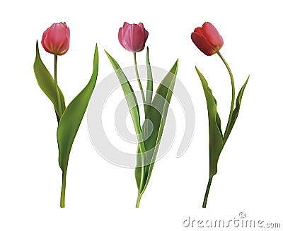 Set tulip flowers Vector Illustration