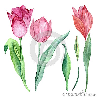 a set of tulips painted in watercolor Stock Photo