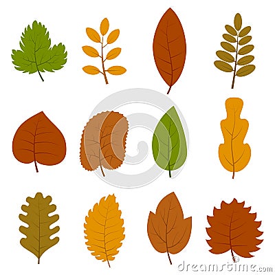 Set of twelve different autumn leaves isolated on white background Vector Illustration