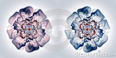 Set of two abstract, festive, elegant bows similar to flowers. The middle of the bows is lace, terry. Stock Photo