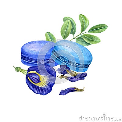 Set of two French macarons with fresh and dried butterfly pea flowers, green leaves. Bluebellvine, cordofan pea, clitoria ternatea Cartoon Illustration