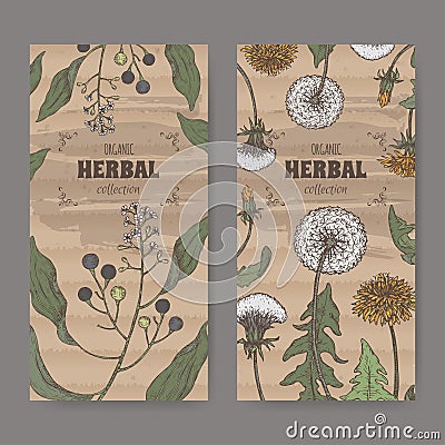 Set of two labels with camphorwood or camphor laurel and Dandelion color sketch. Green apothecary series. Vector Illustration