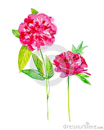 Set of two peony flowers. Watercolor illustration isolated on white background Cartoon Illustration