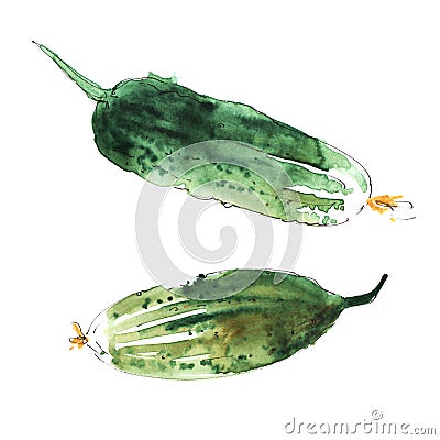 Set of two watercolor illustration. Fresh green cucumbers with a long stalk and yellow dried flower on the tip. Hand Cartoon Illustration