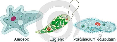 Set of unicellular organisms protozoa: Paramecium caudatum, Amoeba proteus and Euglena viridis Stock Photo