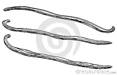 Set of Vanilla Sticks. Vector hand drawn illustration of herbal Pods for food spice or essential oil on white isolated Vector Illustration