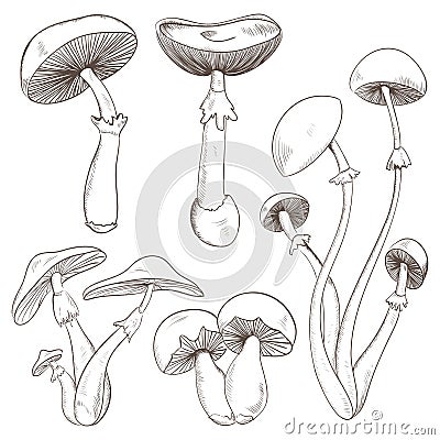 Set with a variety of vintage mushrooms. Vector Illustration