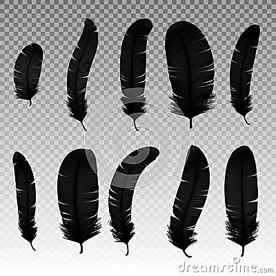 Set of various black bird feathers on a transparent background. Collection 3d realistic style soft fluffy macro swan Vector Illustration