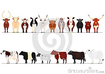 Set of various breeds cow border Vector Illustration