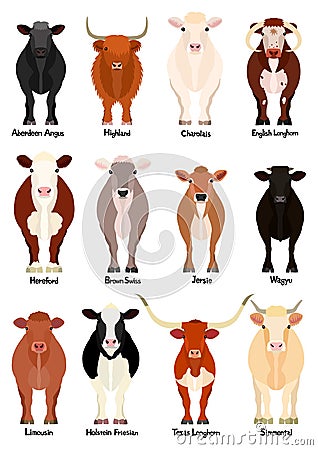 Set of various breeds cow at front view Vector Illustration