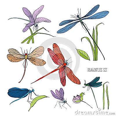Set of various dragonflies in different poses. Colorful hand drawn collection flying adder. Vector illustration. Vector Illustration
