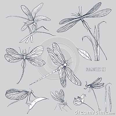 Set of various dragonflies in different poses. Monochrome hand drawn collection flying adder. Vector illustration. Vector Illustration