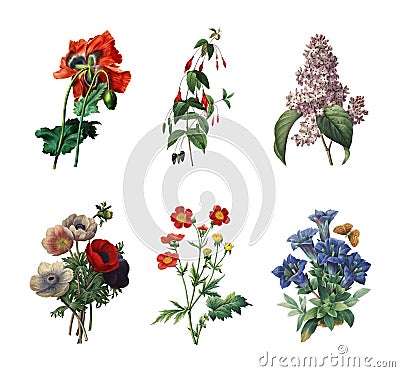 Antique carving of poppy fuchsia lilac anemone avens and gentiana Cartoon Illustration