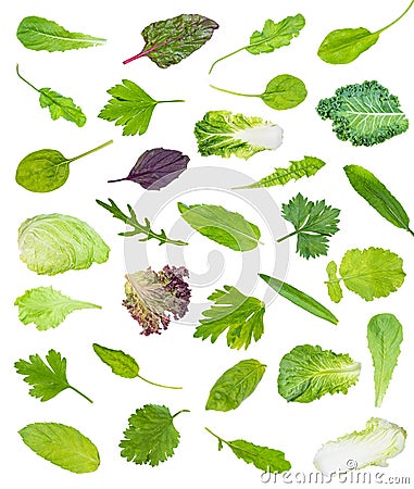 Set of various single leaves of garden greens Stock Photo