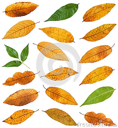 set of various leaves of ash trees isolated Stock Photo