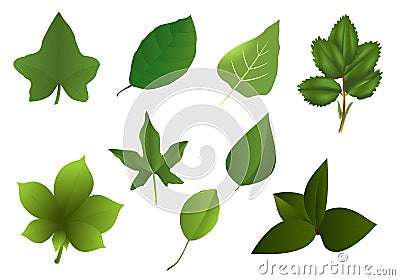 Set of various leaves, cdr vector Vector Illustration