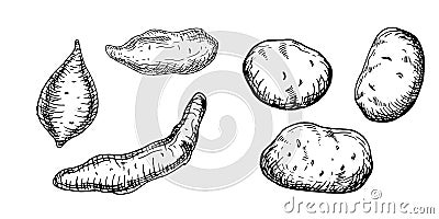 Set of various potatoes vector illustration isolated on white. Whole of batata ink outline hand drawn. Tuber potato Vector Illustration