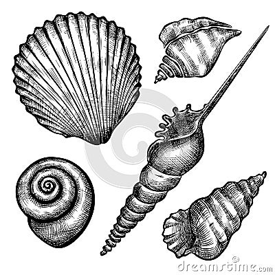 Set of various seashells Vector Illustration