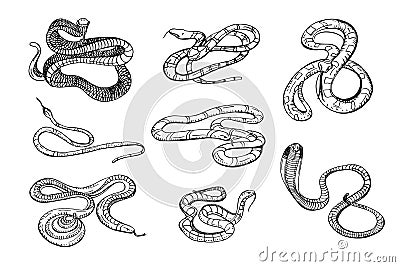 Set of various snake viper, cobra and other. Black and white hand drawn collection serpent. Vector illustration. Vector Illustration