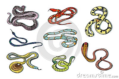 Set of various snake viper, cobra and other. Colorful hand drawn collection serpent. Vector illustration. Vector Illustration