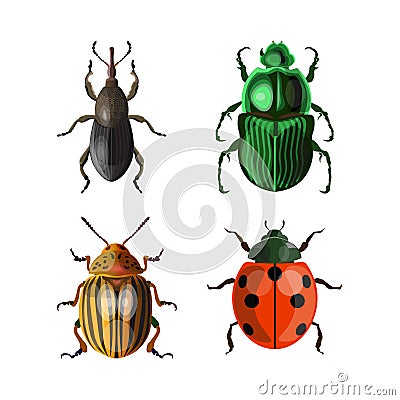 Set of vector beetles Vector Illustration