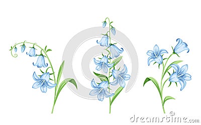 Bluebell flowers. Vector illustration. Vector Illustration