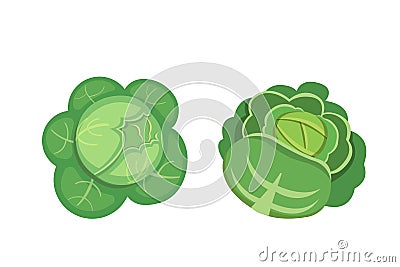 Set vector Cabbage and Lettuce. Vegetable green broccoli, kohlrabi, other different cabbages. Vector Illustration