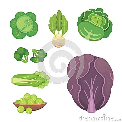 Set vector Cabbage and Lettuce. Vegetable green broccoli, kohlrabi Vector Illustration