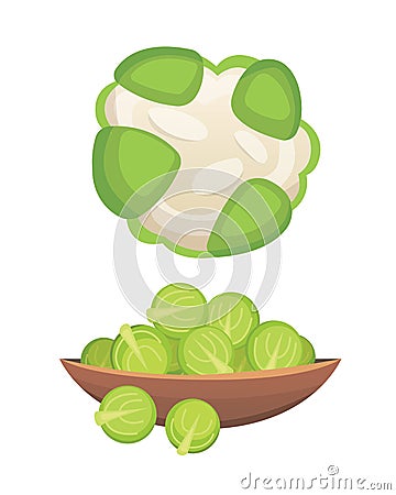 Set vector Cabbage and Lettuce. Vegetable green kohlrabi, other different cabbages. Vector Illustration