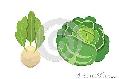 Set vector Cabbage and Lettuce. Vegetable green kohlrabi, other different cabbages. Vector Illustration