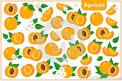 Set of vector cartoon illustrations with Apricot exotic fruits, flowers and leaves isolated on white background Cartoon Illustration
