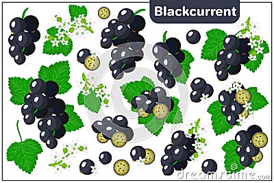 Set of vector cartoon illustrations with Blackcurrant exotic fruits, flowers and leaves isolated on white background Cartoon Illustration