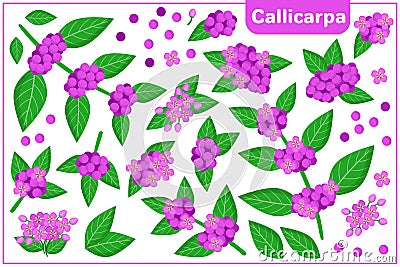 Set of vector cartoon illustrations with Callicarpa exotic fruits isolated on white background Cartoon Illustration