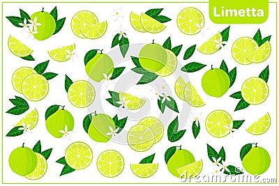 Set of vector cartoon illustrations with Limetta exotic fruits, flowers and leaves isolated on white background Cartoon Illustration